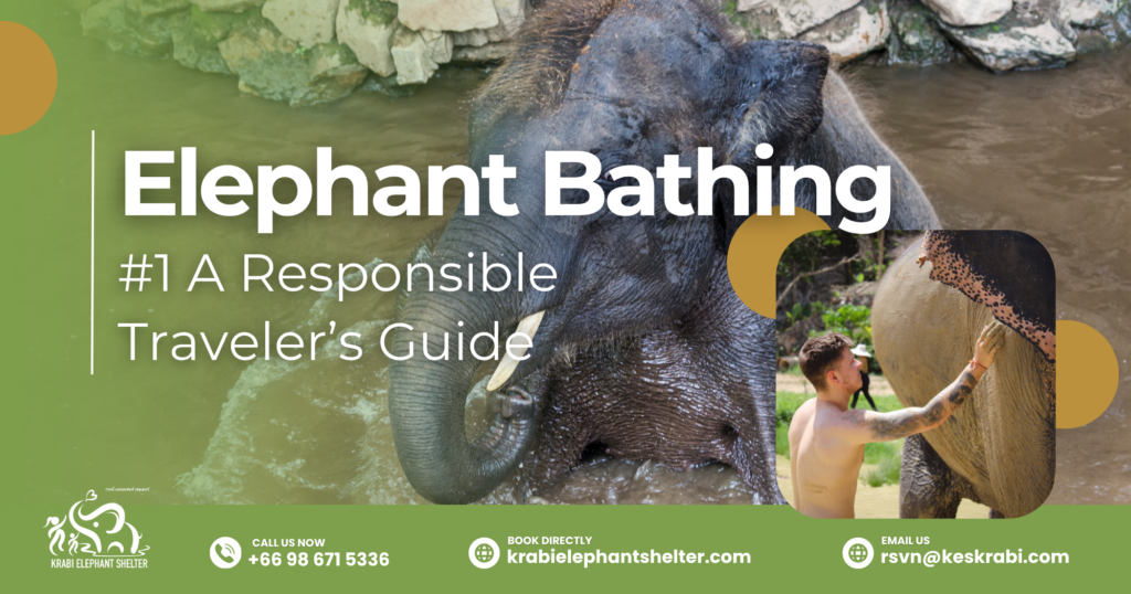 Elephant Bathing_ #1 A Responsible Traveler’s Guide