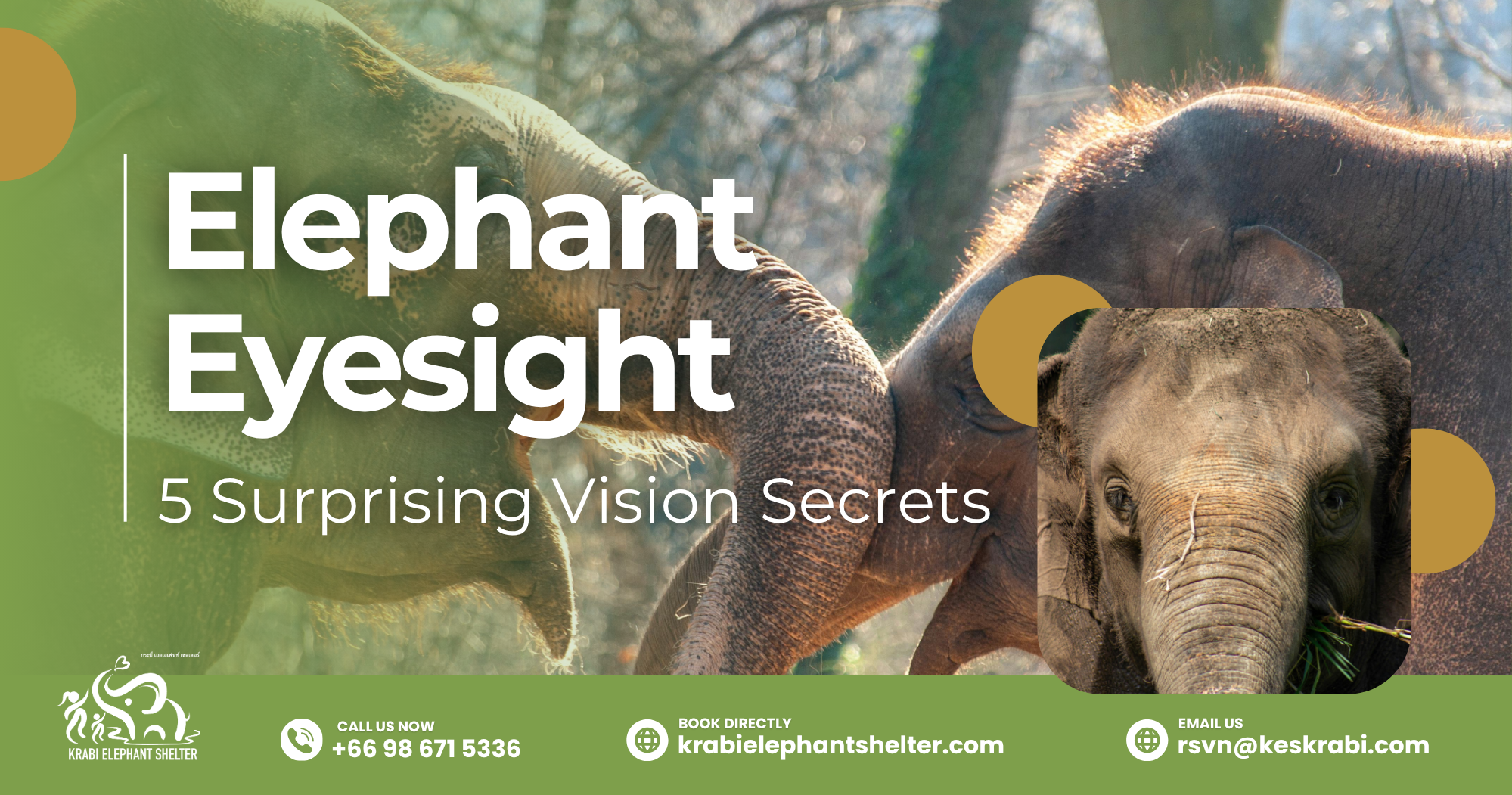 Elephant Eyesight_ 5 Surprising Vision Secrets