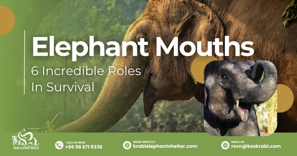 Elephant Mouths_ 6 Incredible Roles In Survival