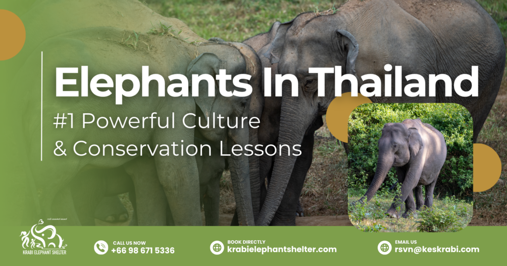 Elephants In Thailand_ #1 Powerful Culture & Conservation Lessons