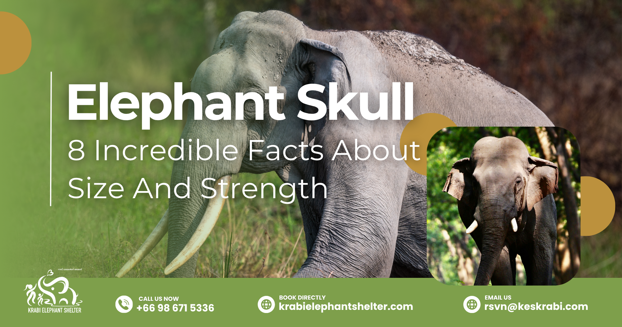 Elephant Skull_ 8 Incredible Facts About Size And Strength