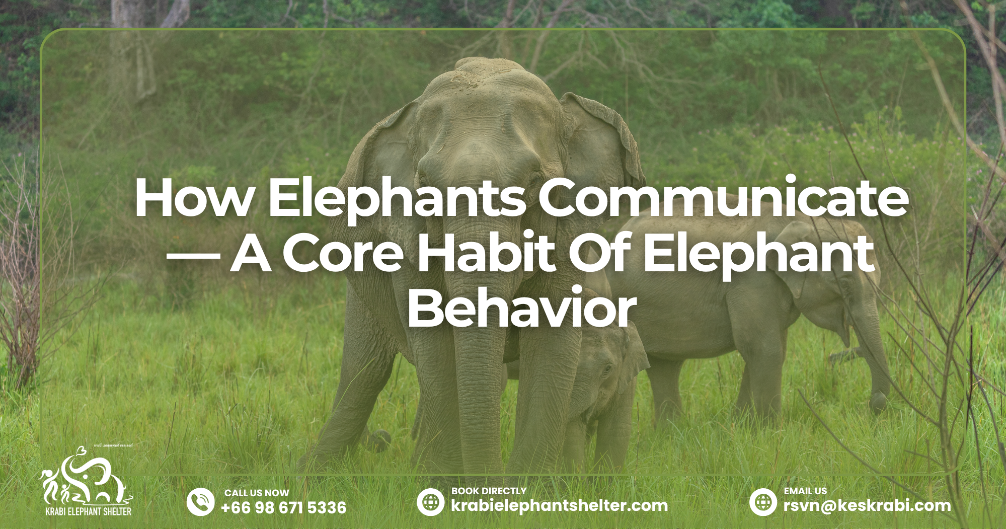 How Elephants Communicate — A Core Habit Of Elephant Behavior